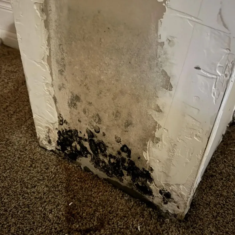 Professional Mold Removal in Lakewood, CA
